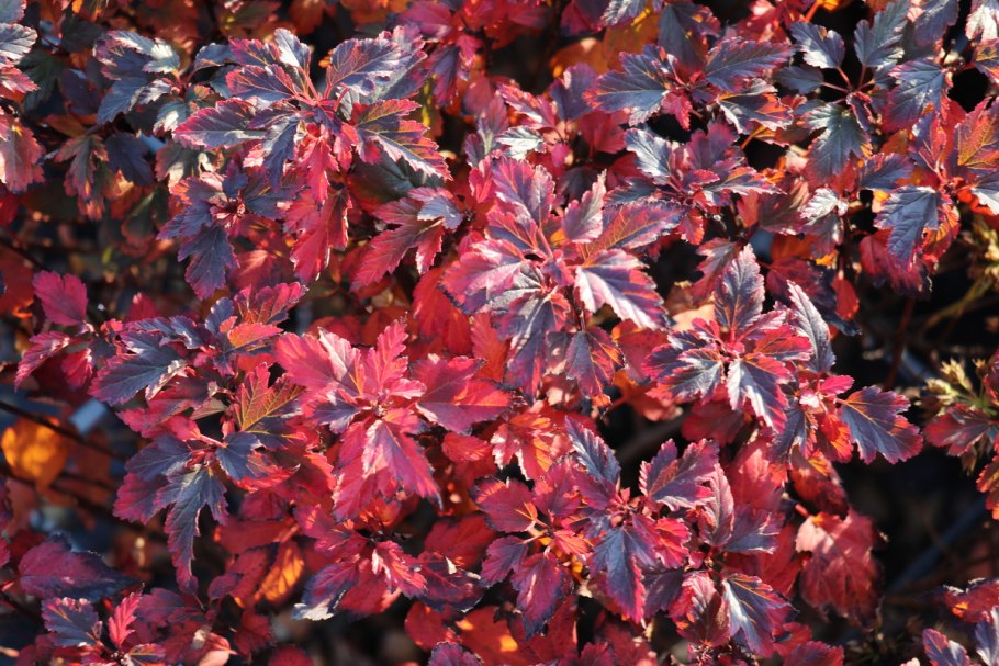 Пузыреплодник калинолистный саммер вайн