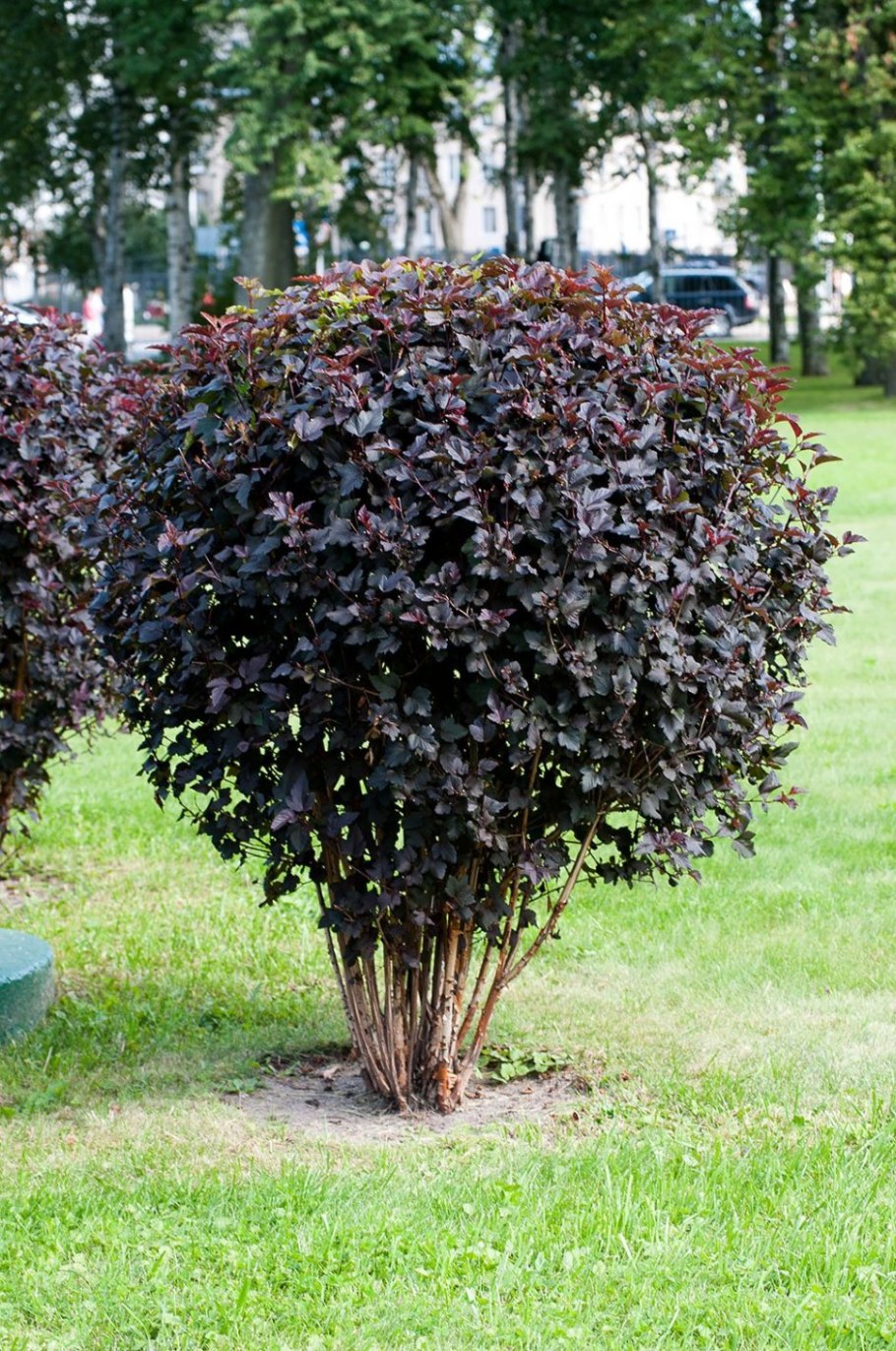 Пузыреплодник бонсай