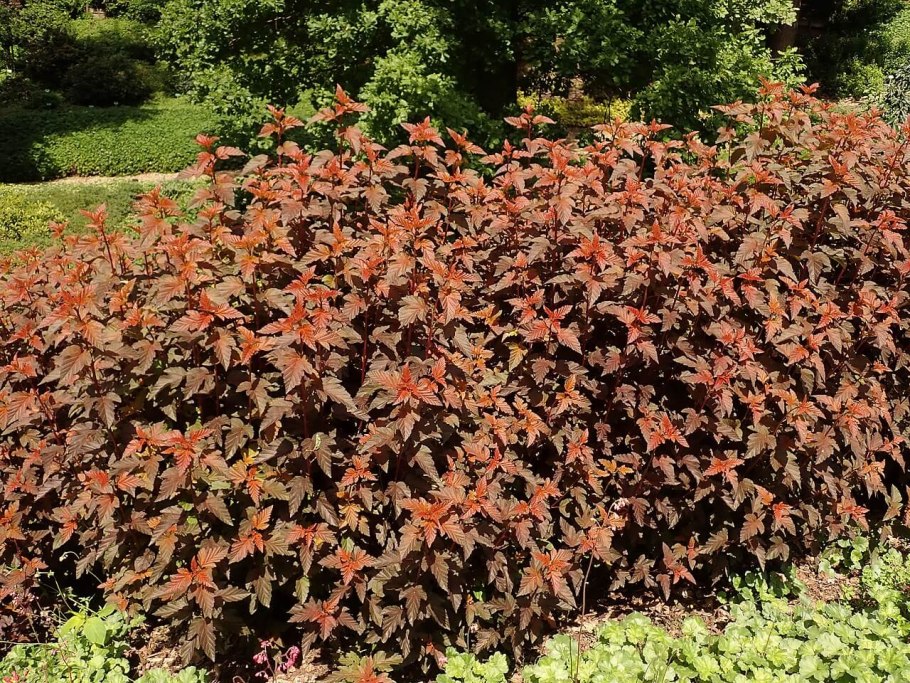 Пузыреплодник калинолистный (Physocarpus opulifolius)