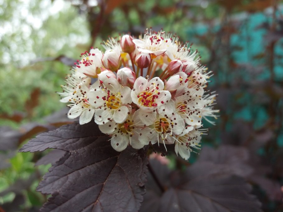 Пузыреплодник калинолистный diable dor