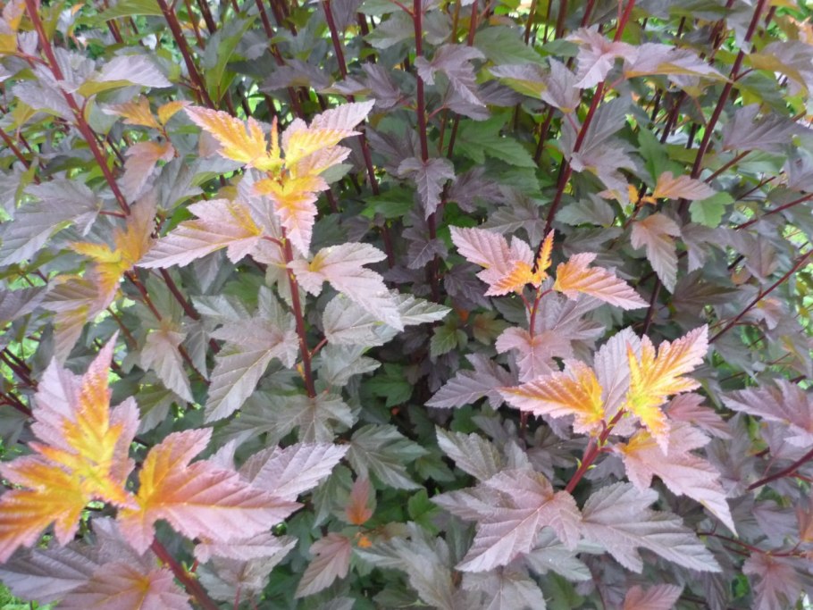 Пузыреплодник калинолистный "Mindia"