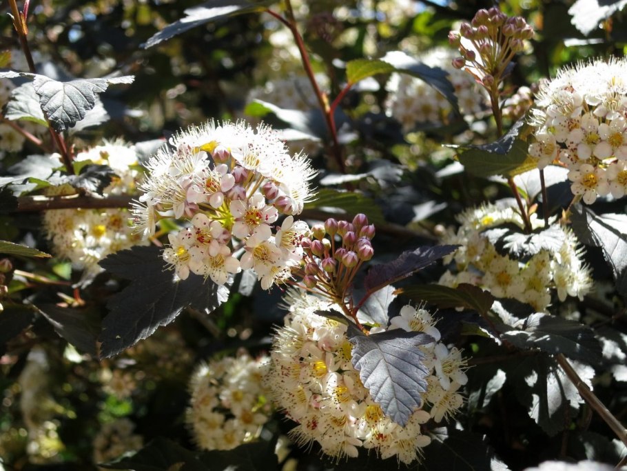 Пузыреплодник калинолистный 'diable