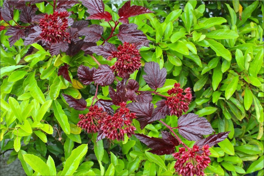 Пузыреплодник Миндия