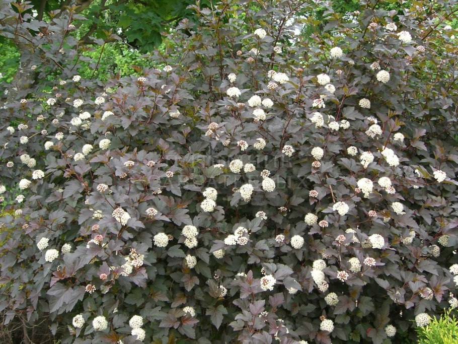 Пузыреплодник Дьяболо дор