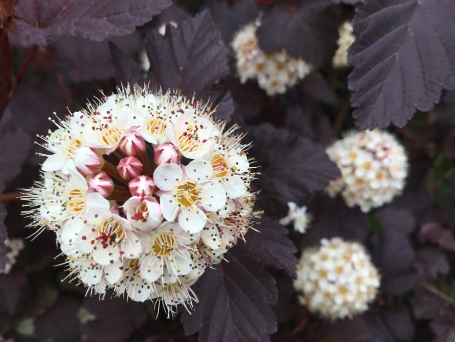 Пузыреплодник калинолистный Миднайт