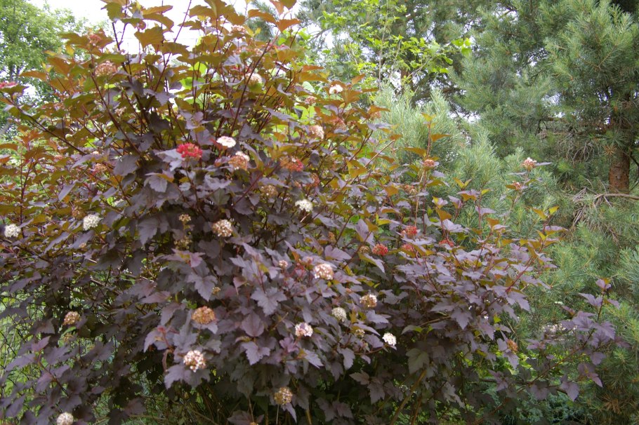 Пузыреплодник калинолистный Diablo