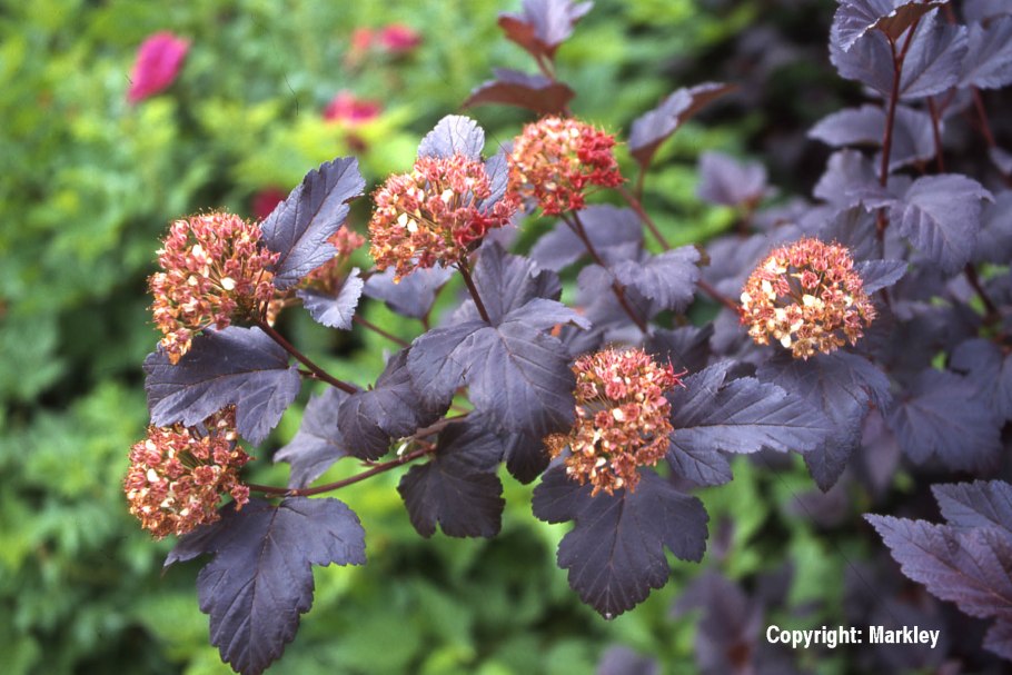 Пузыреплодник калинолистный Physocarpus opulifolius Zdechovice