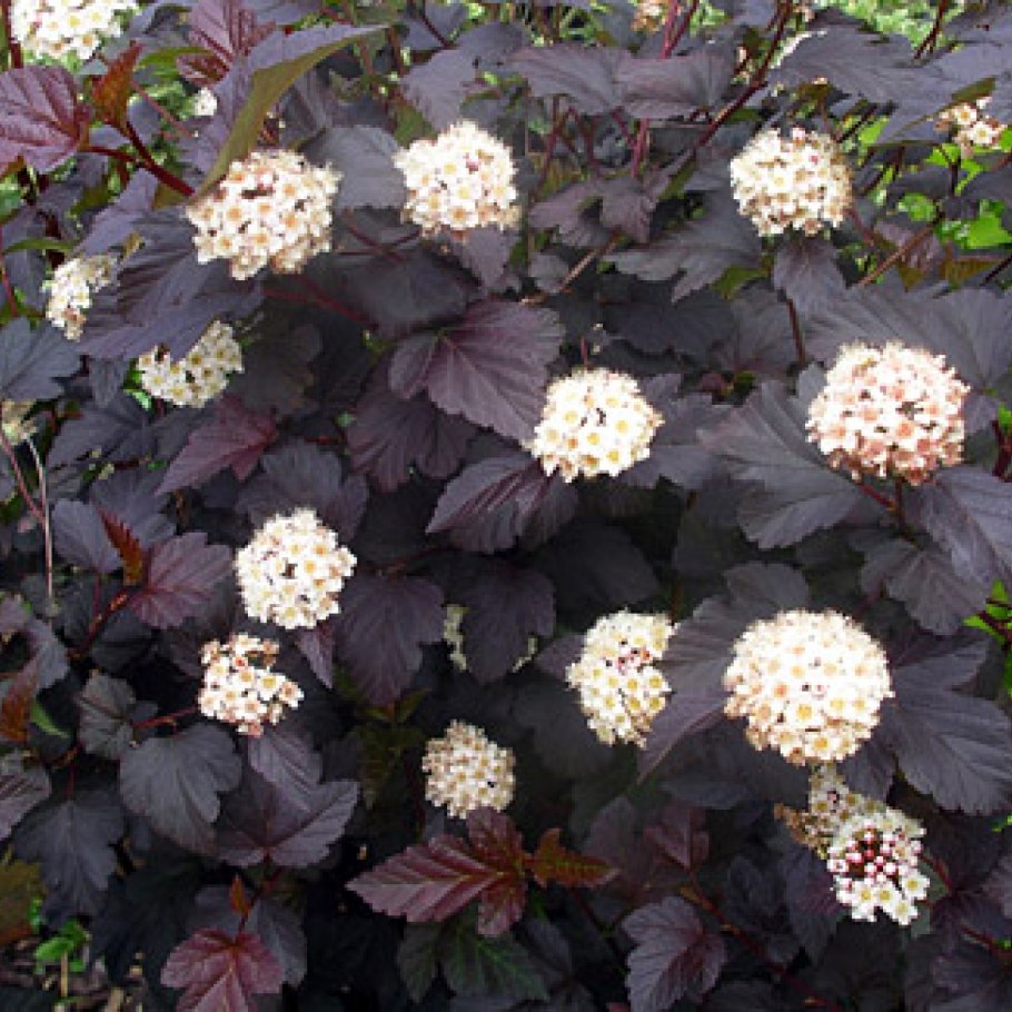 Physocarpus opulifolius Diabolo