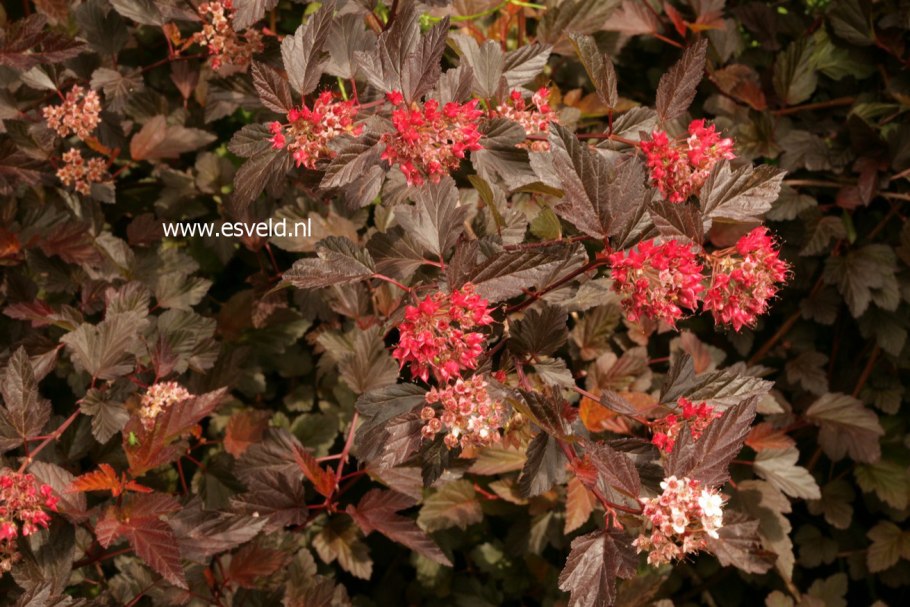 Пузыреплодник Миндия