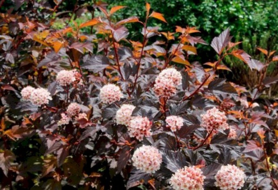 Пузыреплодник Дьяболо