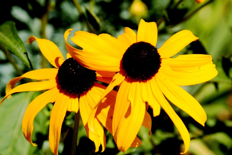 Желтые цветы похожие на подсолнух