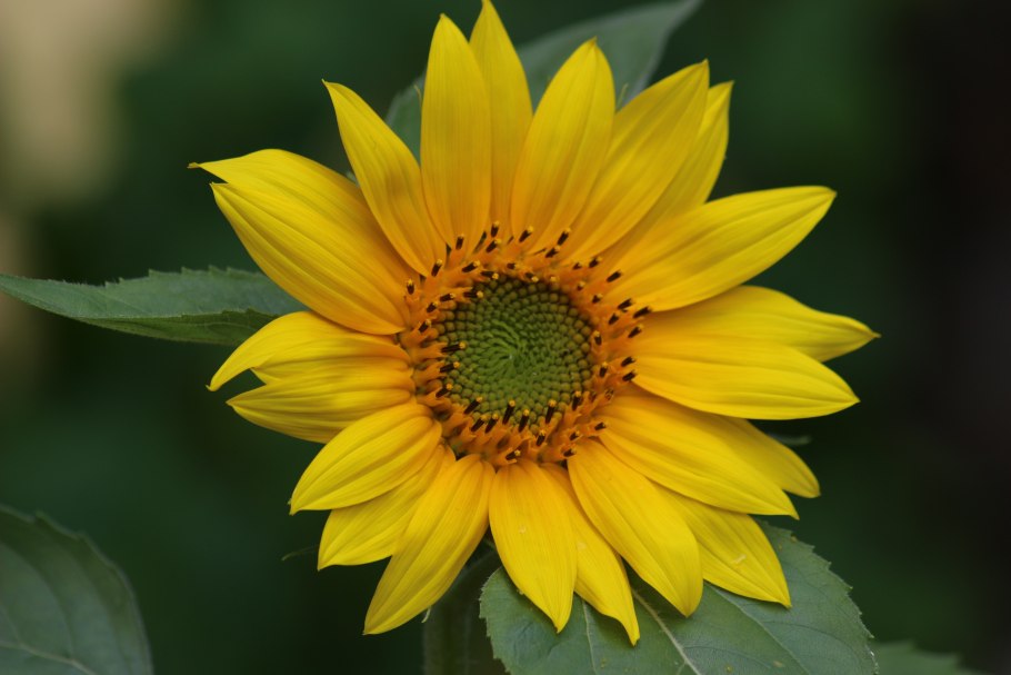 Цветы похожие на подсолнух