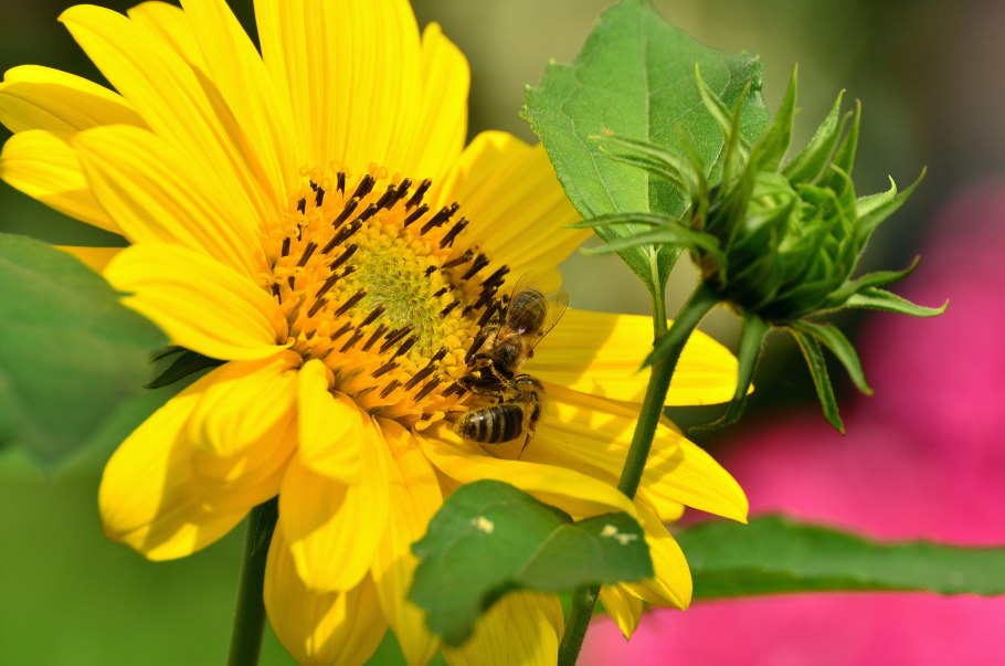 Цветы похожие на подсолнух