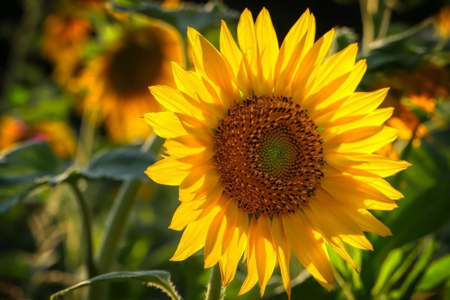 Подсолнечник ред Сан