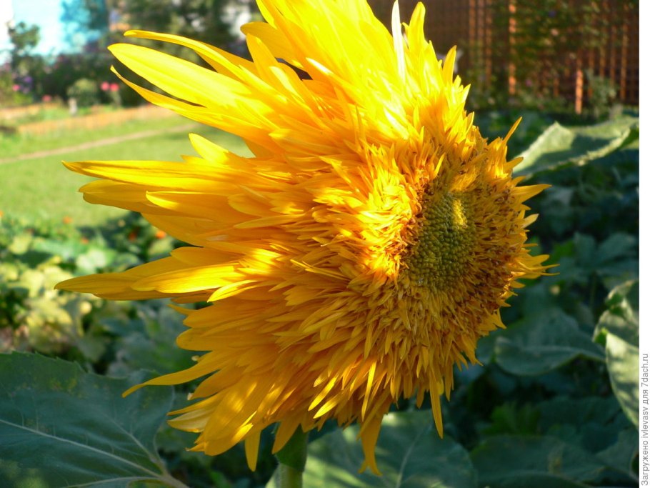 Картинка желтый подсолнух