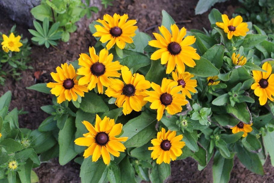 Рудбекия черноглазка