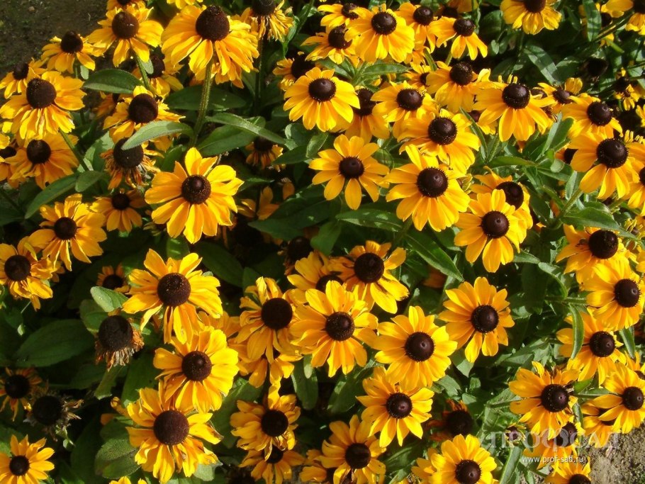 Рудбекия желтая Ромашка