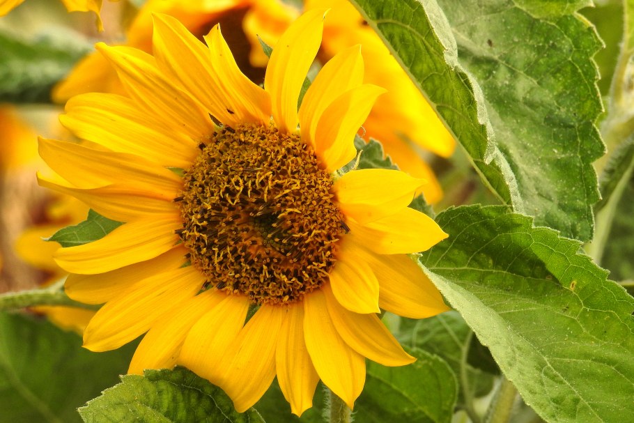 Подсолнечник однолетний (Helianthus annuus