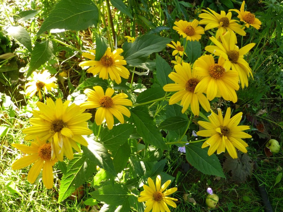 Helianthus atrorubens