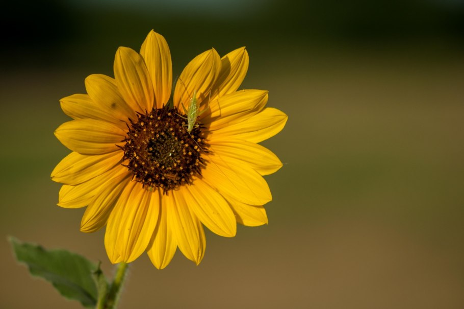 Гелиантус иволистный