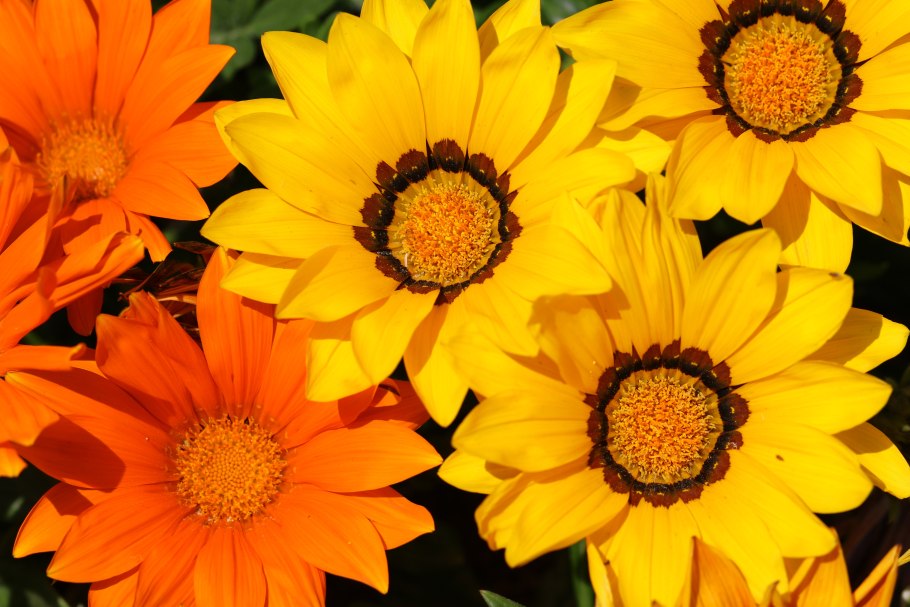 Фон природа Подсолнухи мед