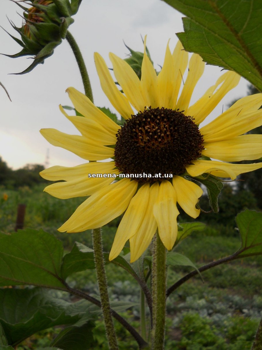 Цветок похожий на подсолнух