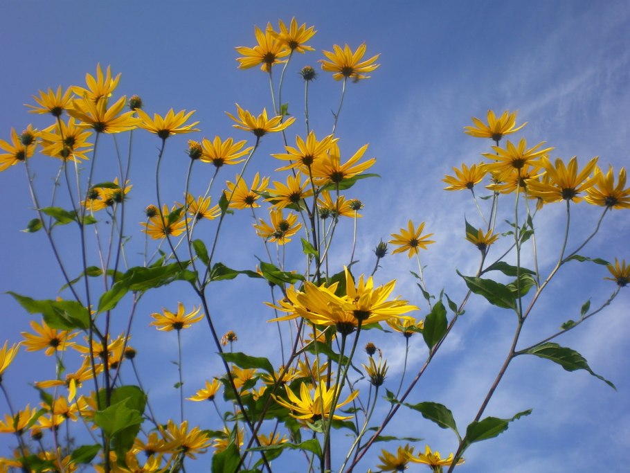 Подсолнечник многолетний иволистный