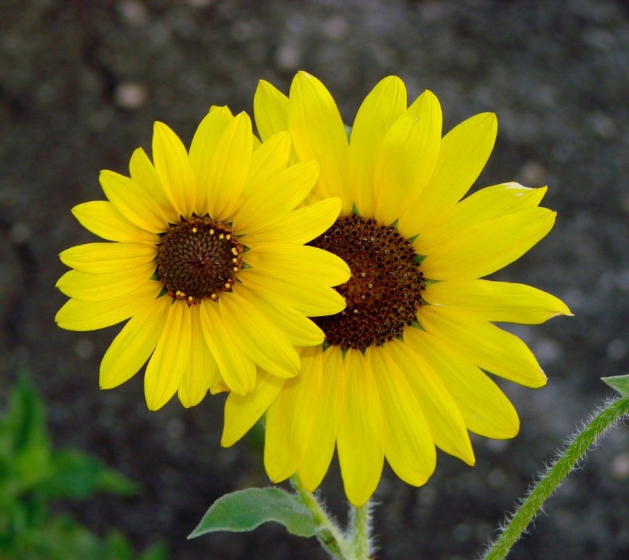 Гелиантус Калининград