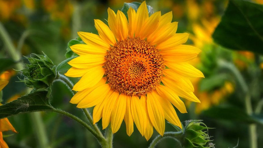 Семена Санвиталия распростертая