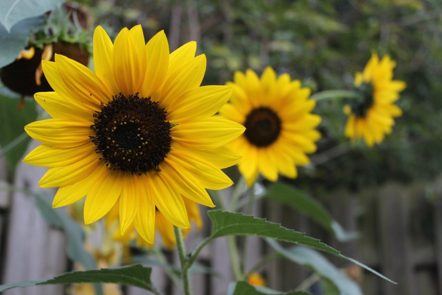 Цветок похожий на подсолнух только маленький
