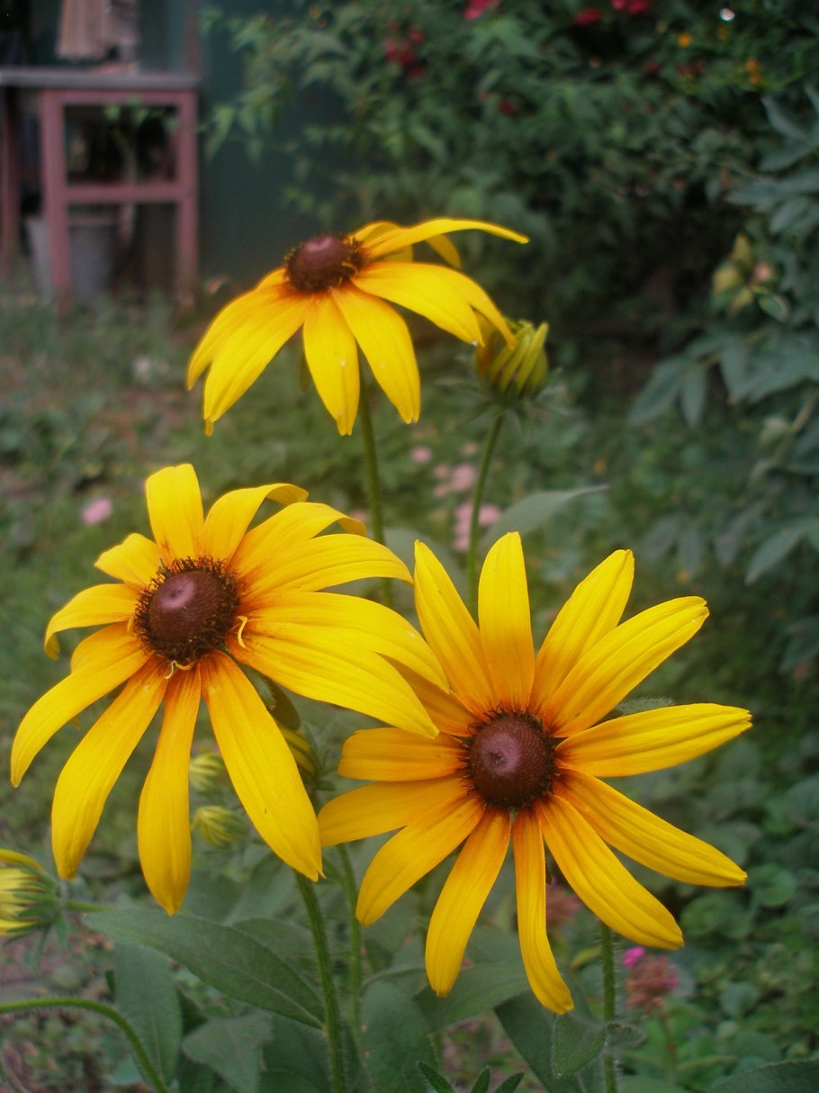 Желтые летние цветы