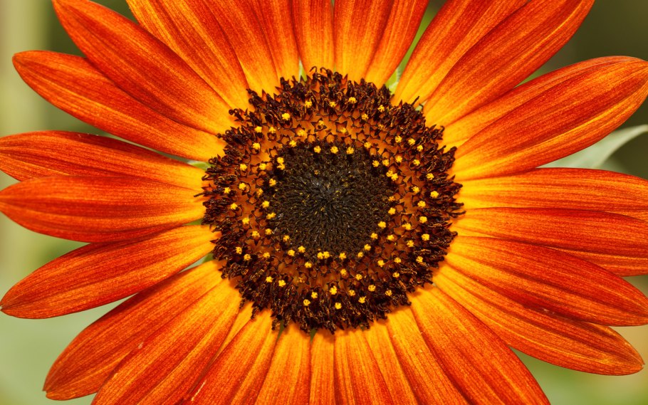 Крупные желтые цветы похожие на подсолнух