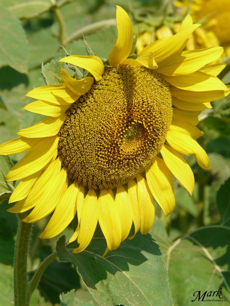 Подсолнечник осенний красавец