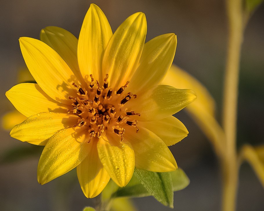 Plants vs Zombies подсолнух