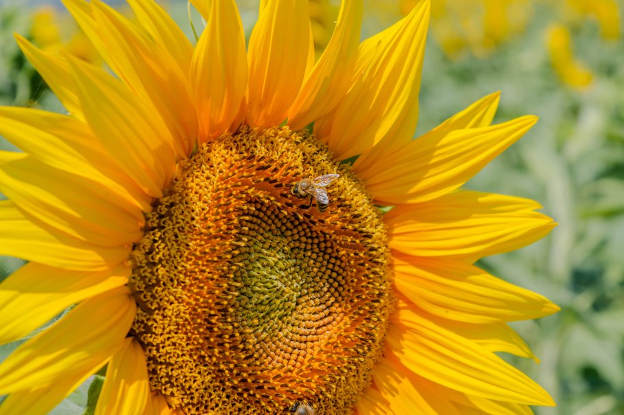 Подсолнечник максимилиана