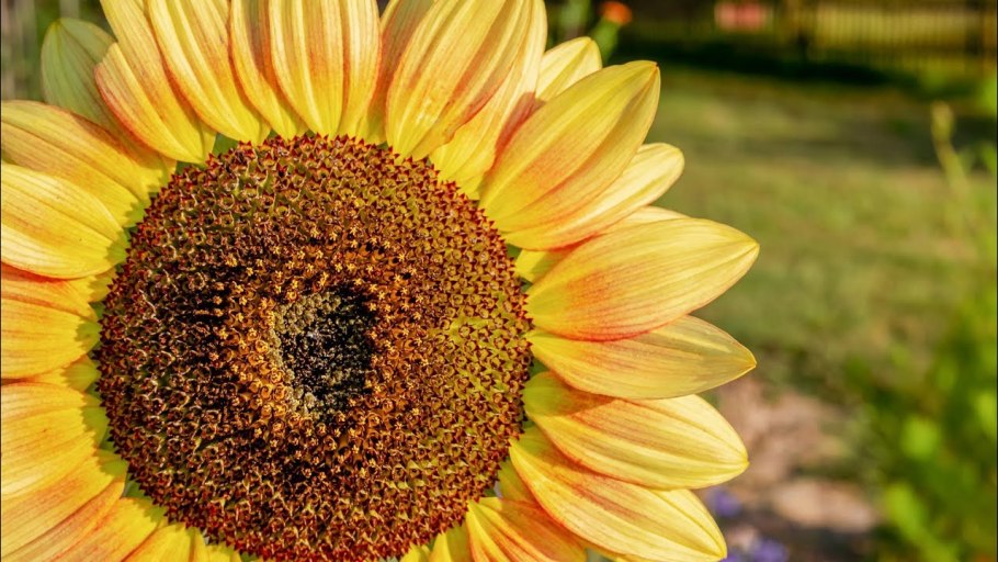 Оранжевые цветы подсолнух схематически