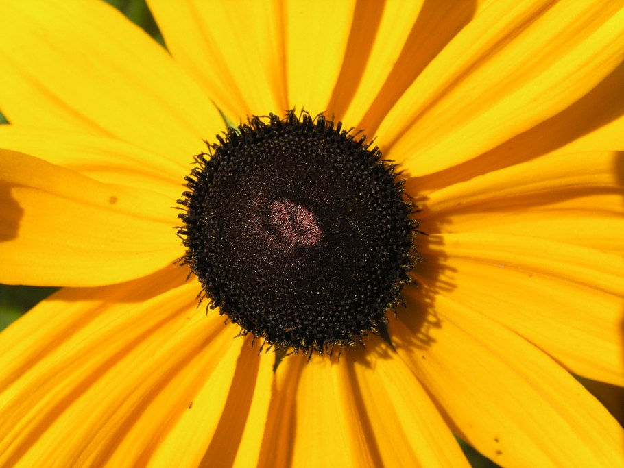 Желтые цветы похожие на подсолнух