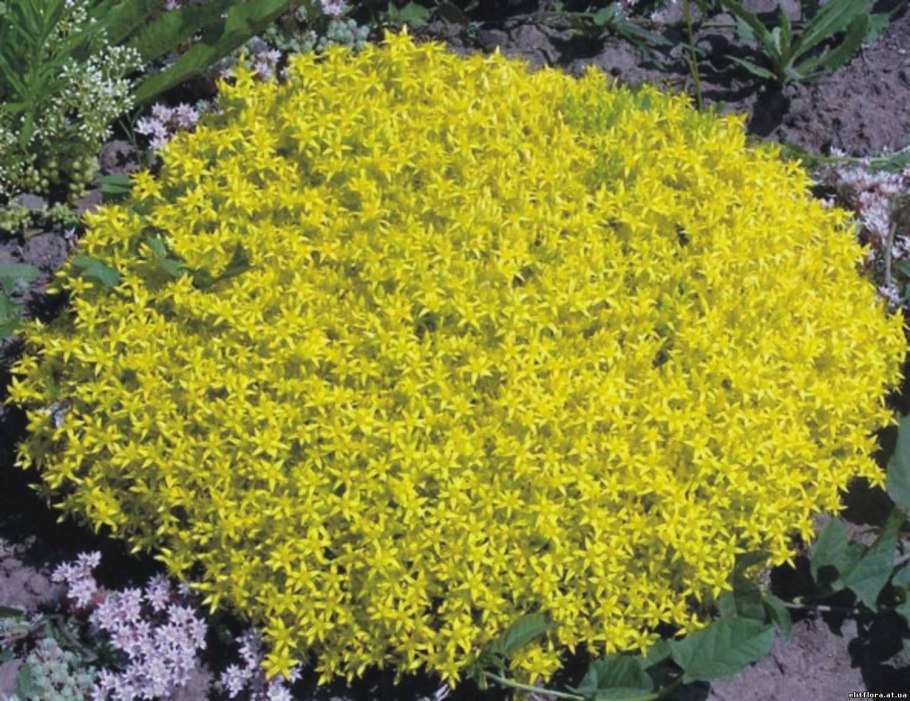 Очиток Ауреа