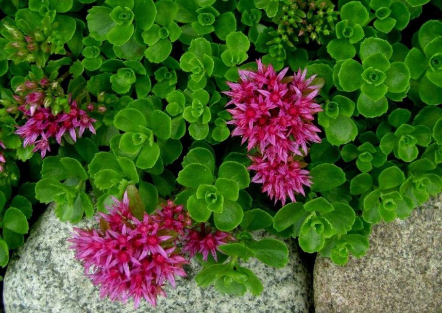 Очиток ложный (Sedum spurium &#96;Roseum&#96;)