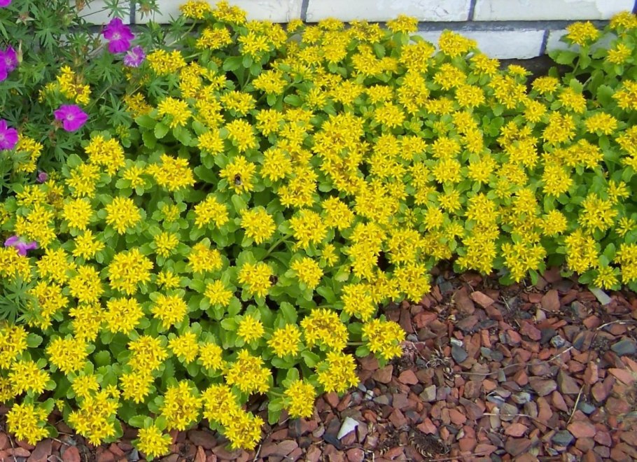 Очиток Камчатский (Sedum kamtschaticum)