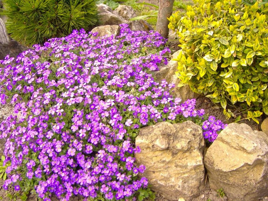 Обриета (аубреция)