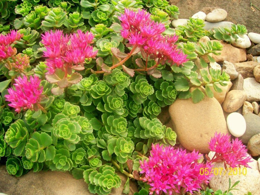 Барвинок камнеломка седум