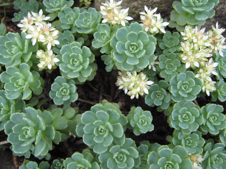 Очиток толстолистный (Sedum pachyphyllum)