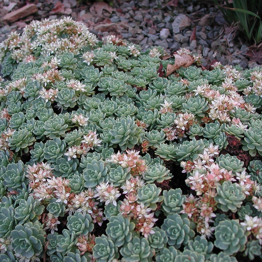 Очиток толстолистный (Sedum pachyphyllum)