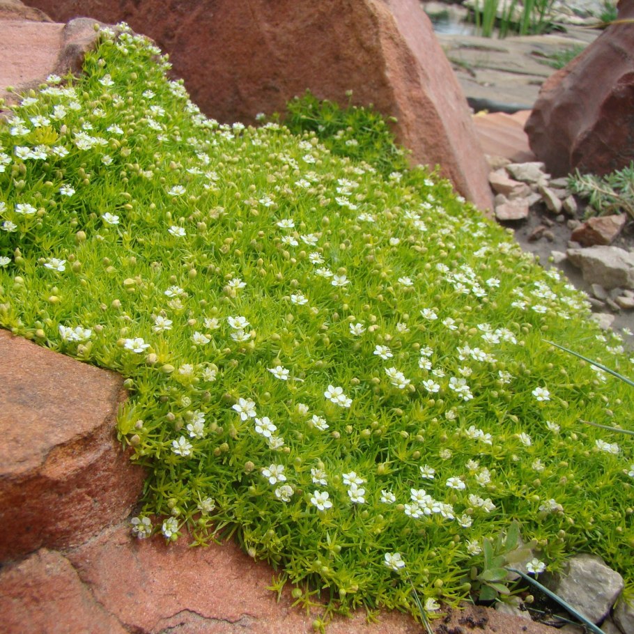 Мшанка шиловидная Ауреа (лайм Мосс)
