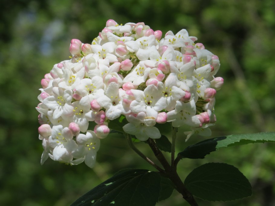 Калина бульденеж куст