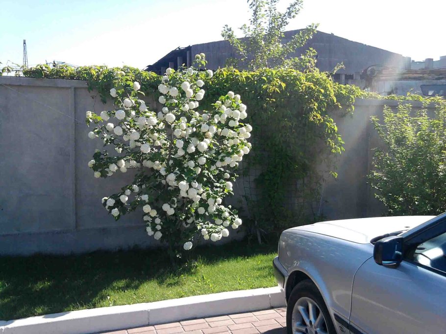 Бангладеш чайные плантации