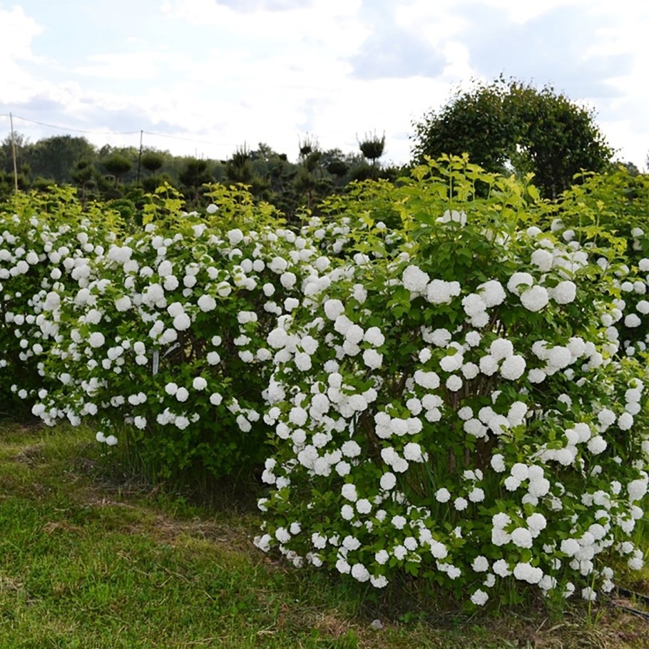 Калина бульденеж