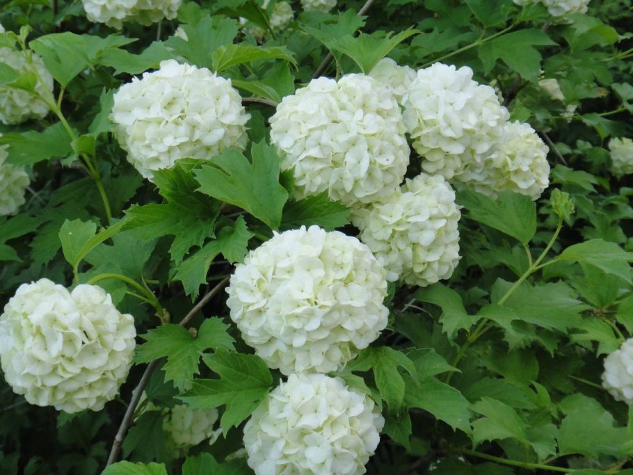 Кустарник Калина бульденеж