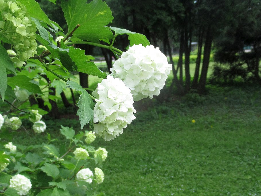 Калина бульденеж